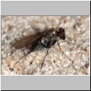 Medetera sp - Langbeinfliege 3mm 01.jpg